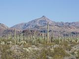 32 Organ Pipe Cactus NM 02